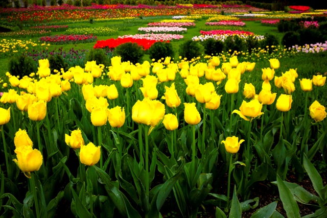 tyulpany200000