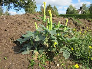 20121007stechapfelreilingen1