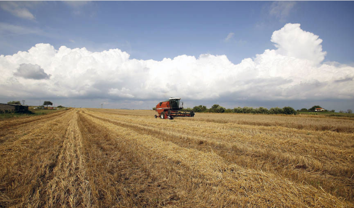 faouluchshilaprognozypomirovomuproizvodstvuzernovyh