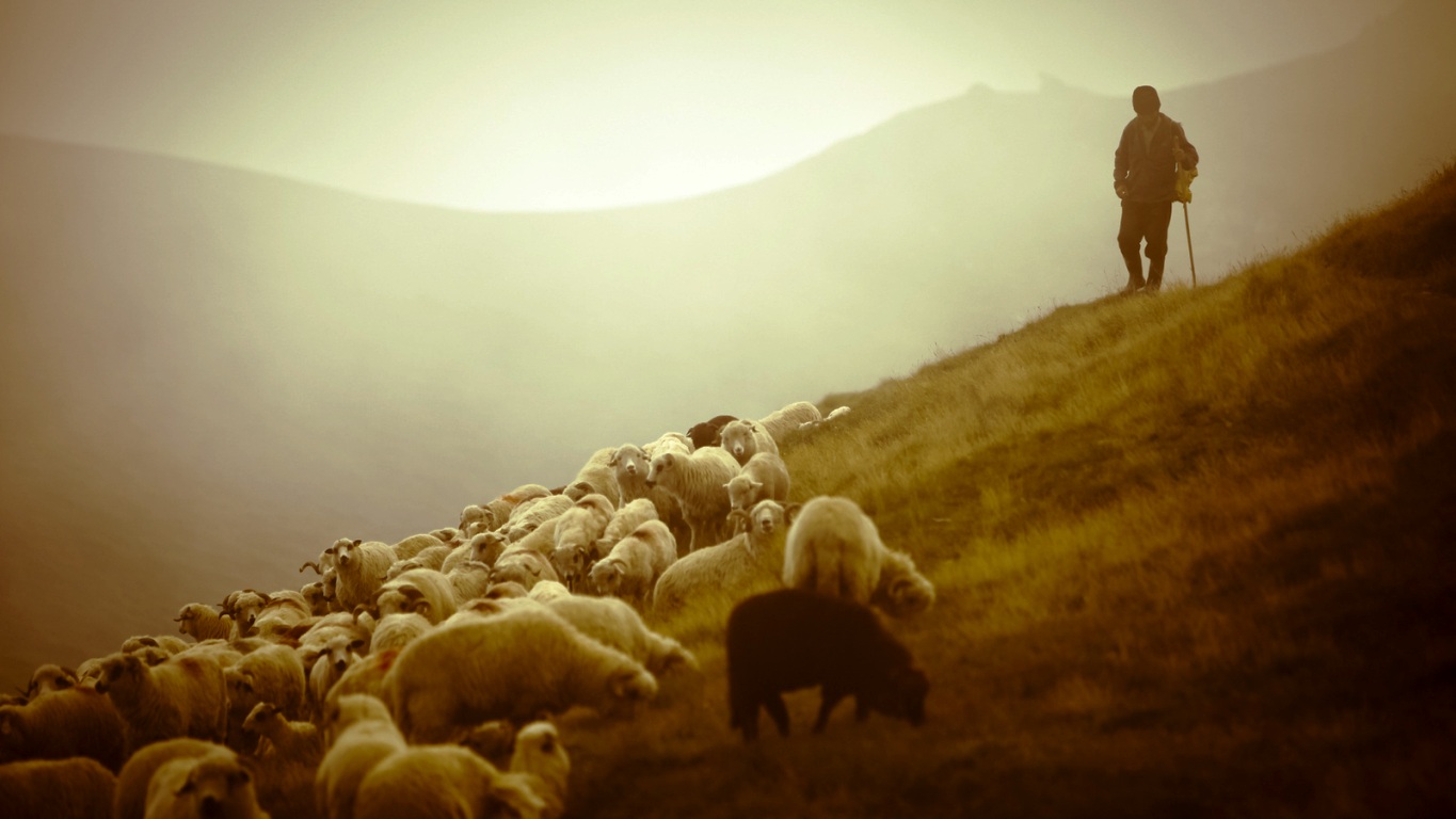 dushanbeitashkentvedutperegovorypovozvrashcheniyunarodinudvuhtadzhikskihpastuhov