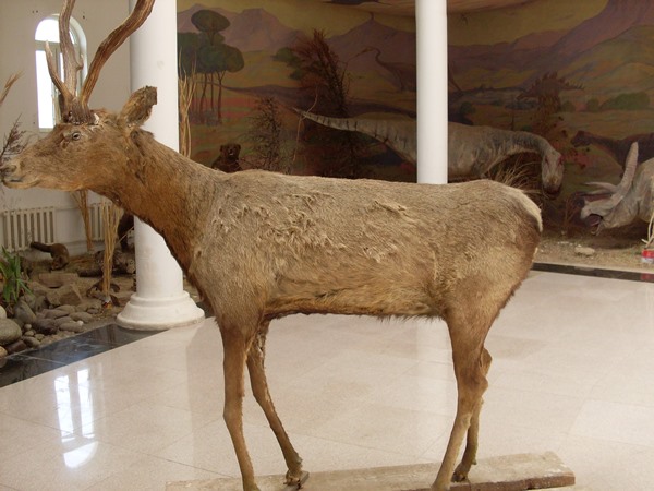 60eksponatoviznacionalnogomuzeyaimenibehzodaperedalivkulyab1