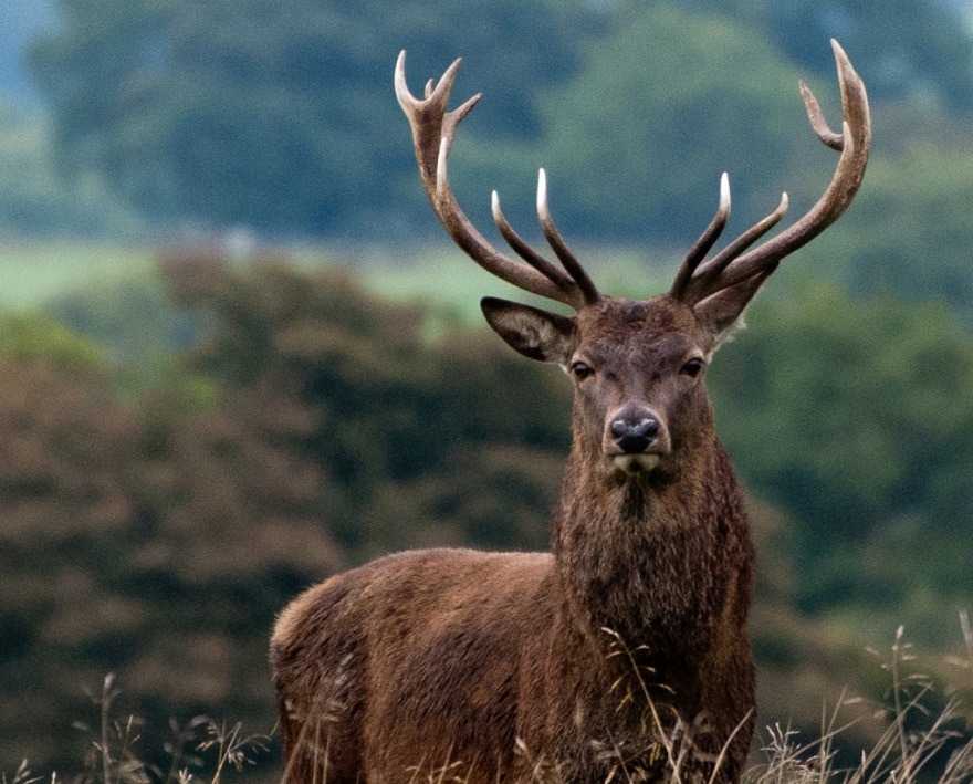990-red-deer-cervus-elaphus48