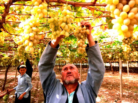 agrarnyysektor-tadzhikistansposobenezhegodnoproizvoditokolo1mlntonnvinogradanonadannyymomentezhegodn_0