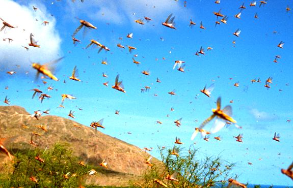 bolee1tyschelovekvtadzhikistanenapravlenonaborbuprotivsaranchi