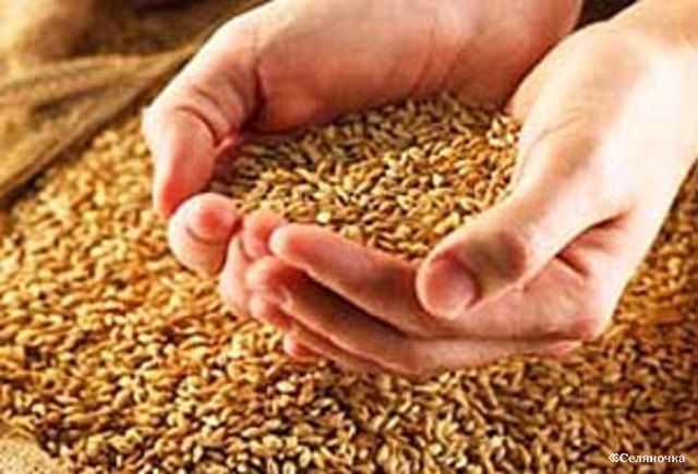 bolee680tystonnzernovyhsobranovtadzhikistanenanachalotekushcheynedeli