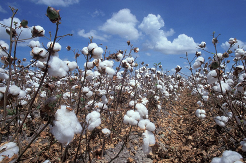cotton-photo