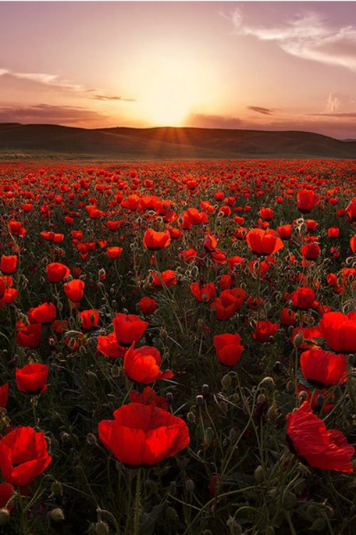 f4c7200c5a3e36de0741ffc2a44946d1