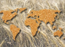 faomirovoyprognozpoproizvodstvuzernana2015godblagopriyatnyy_0