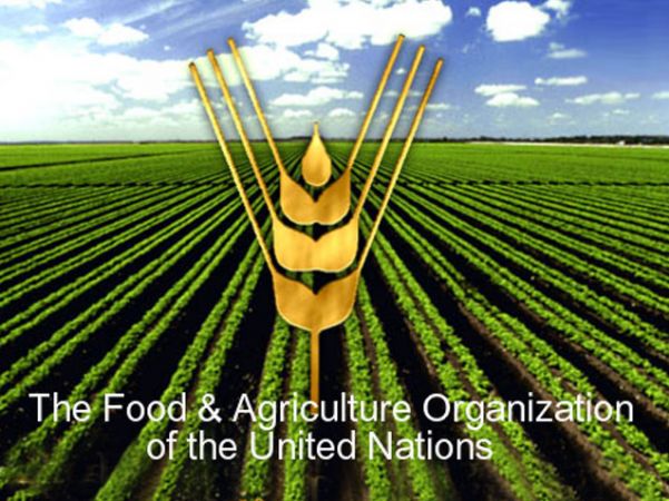 faoprognoziruetsnizheniesovokupnoymirovoystoimostiimportadopyatiletnegominimuma