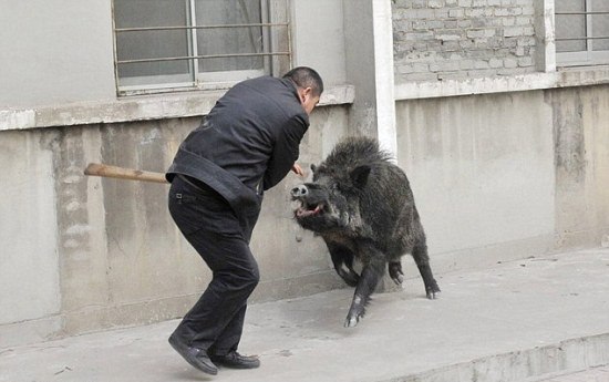 foto-dikiezhivotnyebilol1