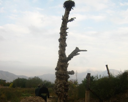 foto2kishlaklaylakuyazabroshennoegnezdo