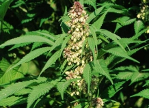 indiyskayakonoplya_0