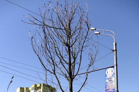 kashtanyvysohli