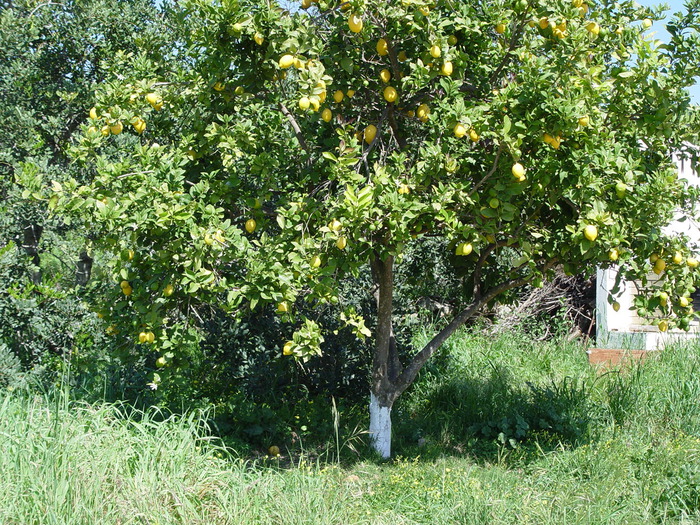 limon
