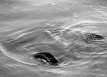 mashinaoprokinulasvreku