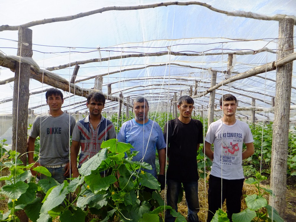 migrantyvufenapervuyu