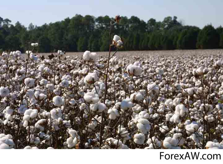 minselhozploshchadsevahlopkaezhegodnosokrashchaetsya