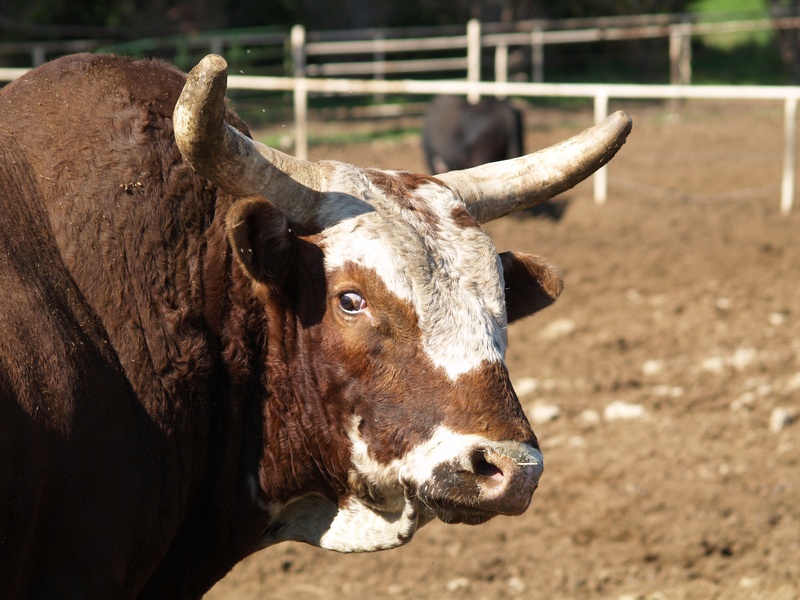minselhozutadzhikistanaponadobilis40bykov-proizvoditeley
