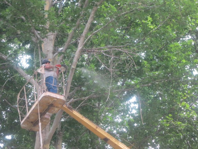 nastolichnoyulicebohtarvyrubayutderevya9