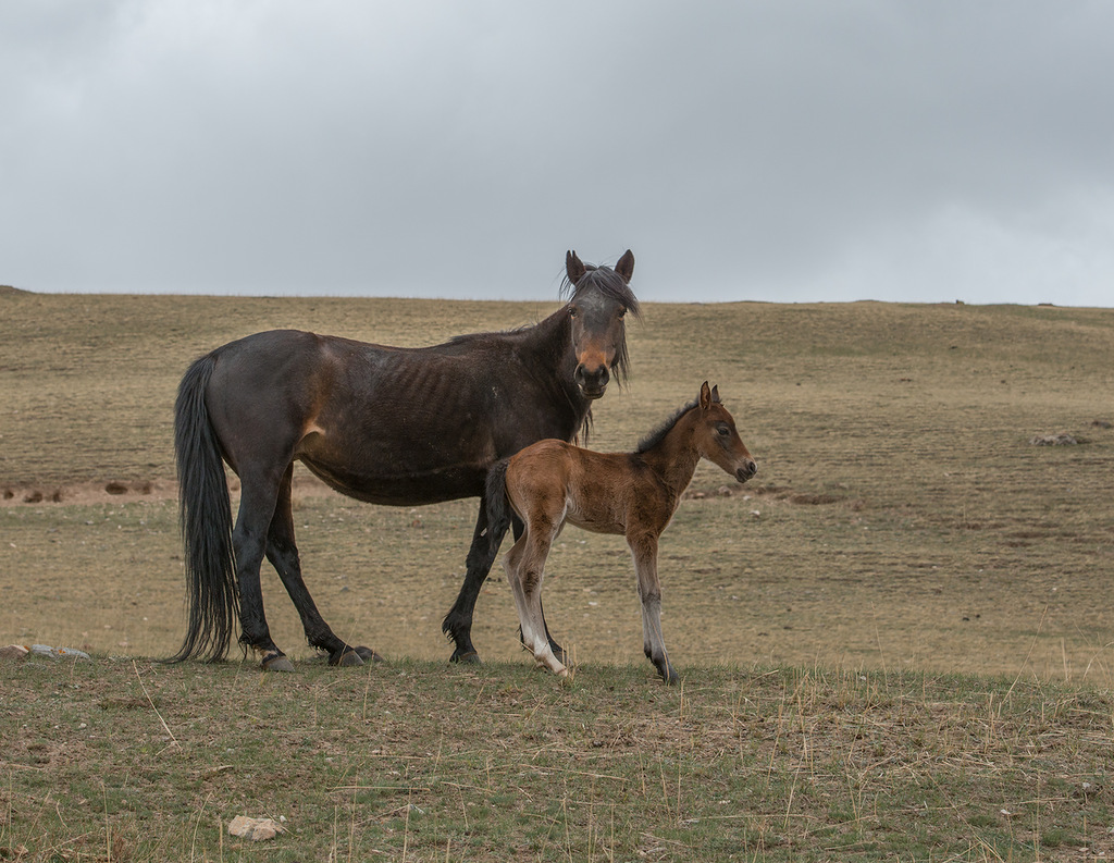 pastbishchaprigranichnye