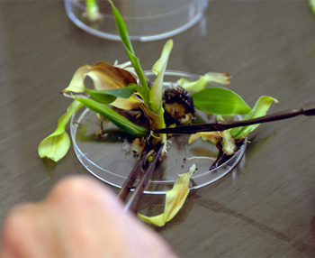 plant-genetics