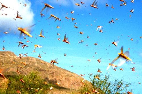 ploshchadrasprostraneniyasaranchivrt