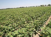 posevnayahlopchatnika_0