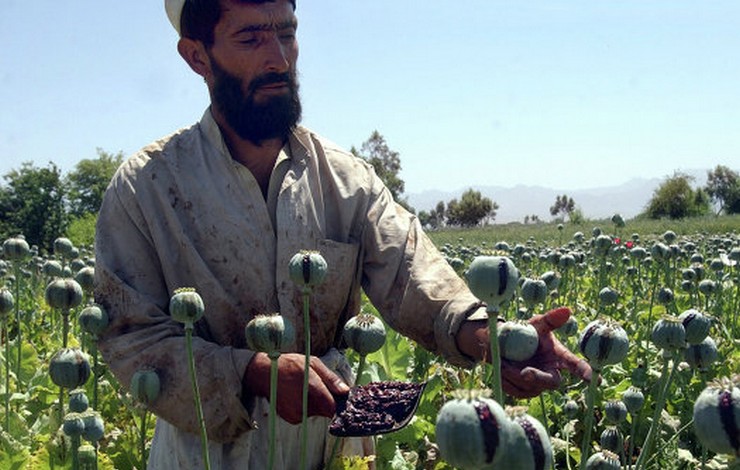 proizvodstvogeroinavafganistanevyroslov50razs2001goda