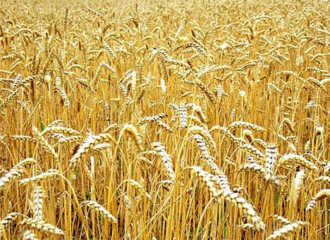 pshenica_0 pshenica_0