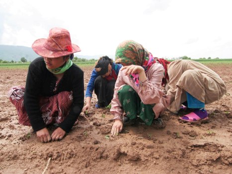 rabotavzharunapervuyu_0