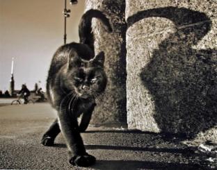 rossiyatadzhikistannaa6krupno