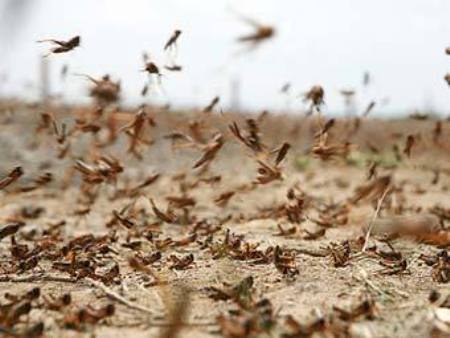 sarancha_0