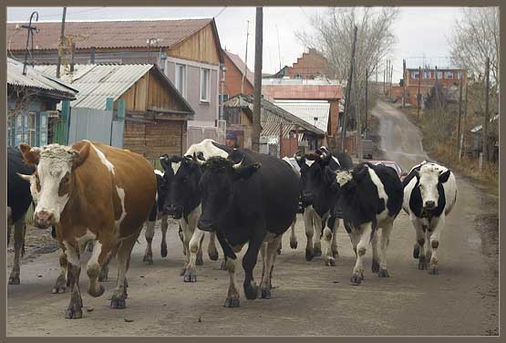 selskohozyaystvennayaperepis_0