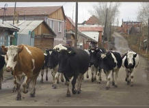 selskohozyaystvennayaperepis_1