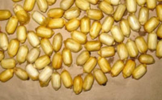 sibirskietamozhennikiobnaruzhilivzheludketadzhikskogonarkokurera400grammovgeroina