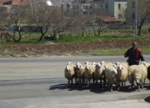 stada_0