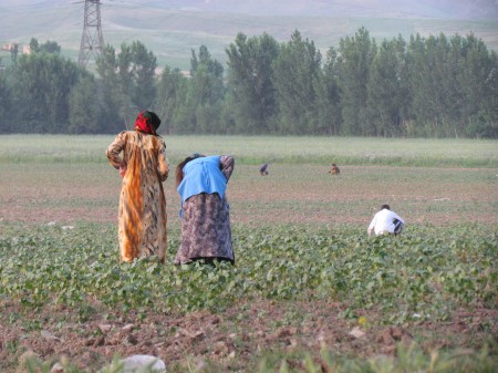 tadzhikistanpokanevsostoyaniisubsidirovatsvoeselskoehozyaystvo