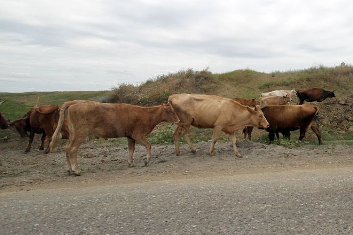 tadzhikskayamiliciyaobezvrediladerzkuyubanduskotokradov