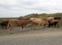 tadzhikskayamiliciyaobezvrediladerzkuyubanduskotokradov_0