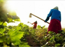 tadzhikskiefermery_1