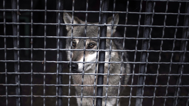 tadzhikskienarkotorgovcypryataligeroinvkletkesdikimvolkom