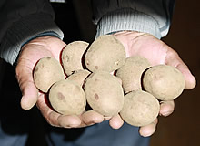 tadzhikskiykartofel_0