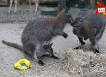 tamozhnyuekaterinburgazaderzhali4kengurukotoryebylinadorogevdushanbe_0