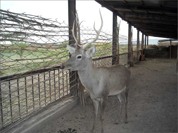 tigrovayabalkatadzhikistan_0