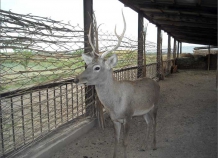 tigrovayabalkatadzhikistan_1