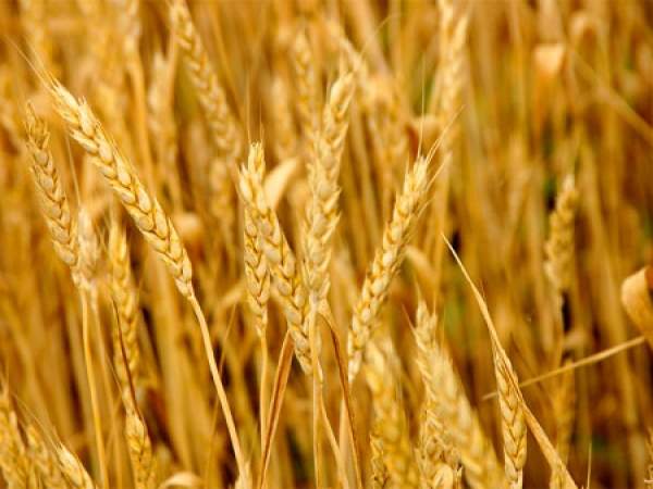 uchenyezainteresovalistadzhikskimisortamipshenicy