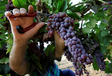 vinogradstvo