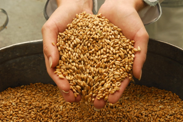 vtadzhikistanedonachalaetoynedelisobranosvyshe645tystonnzernovyh