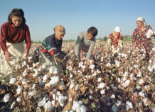 vtadzhikistanesobranookolo28tystonnhlopka_0