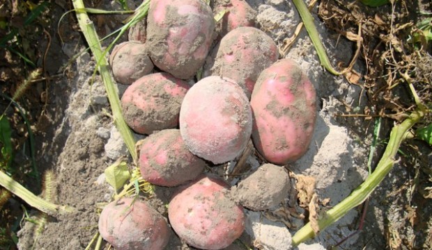 vtadzhikistanesobranookolo475tystonnkartofelya